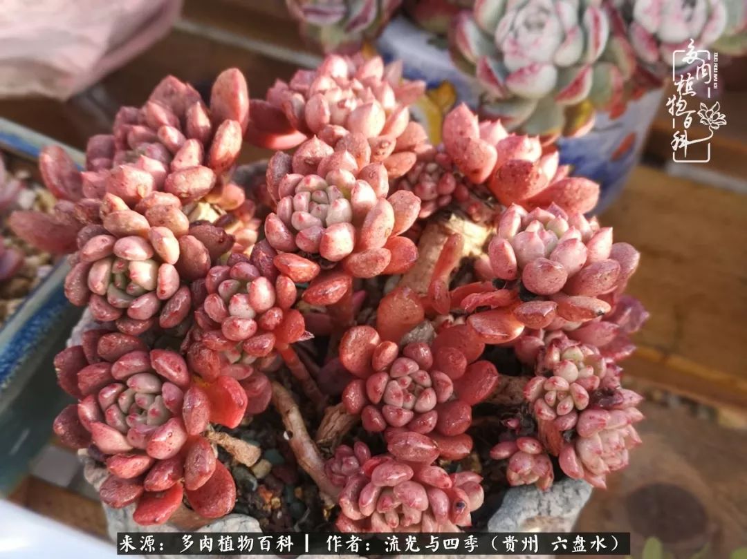 养多肉这几点新手必要知道,在养多肉的路上越走越远