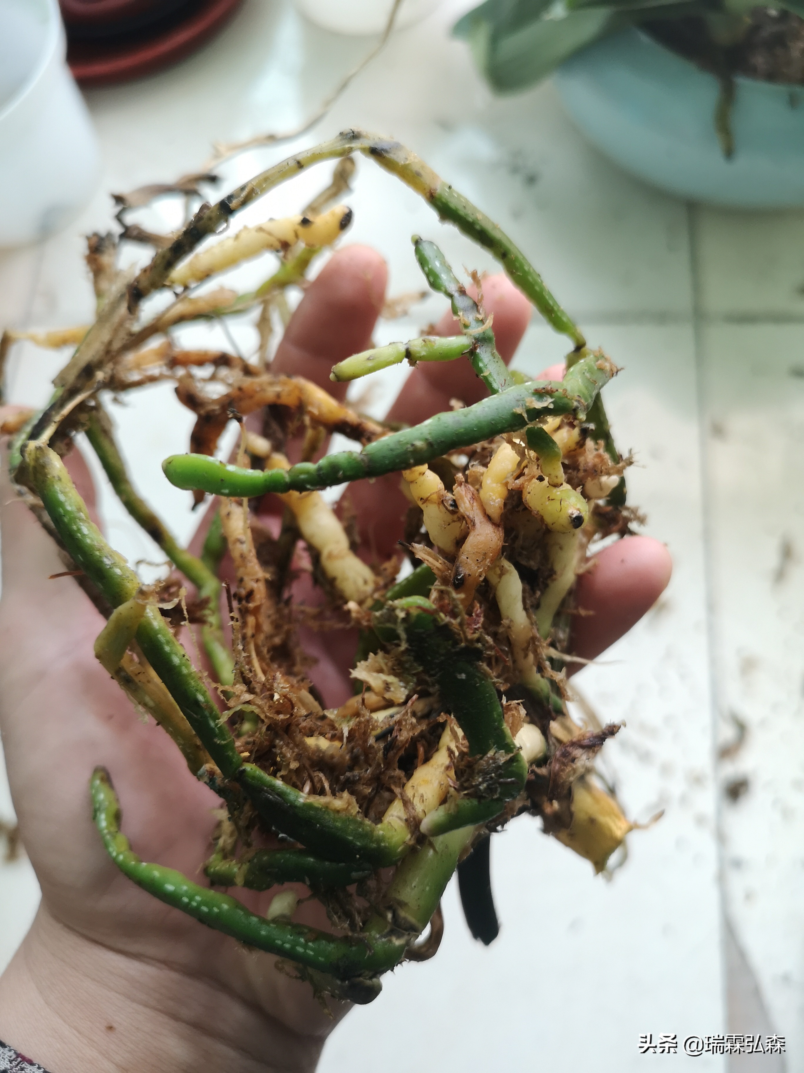 树皮栽培蝴蝶兰方法,蝴蝶兰种子栽培视频