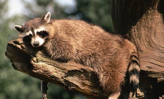 养一只浣熊要注意什么,家里养一只浣熊是什么体验