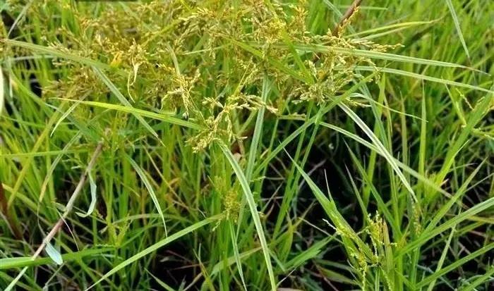 农村随处可见的几种野生中草药,教你认识那些路边的野生中草药