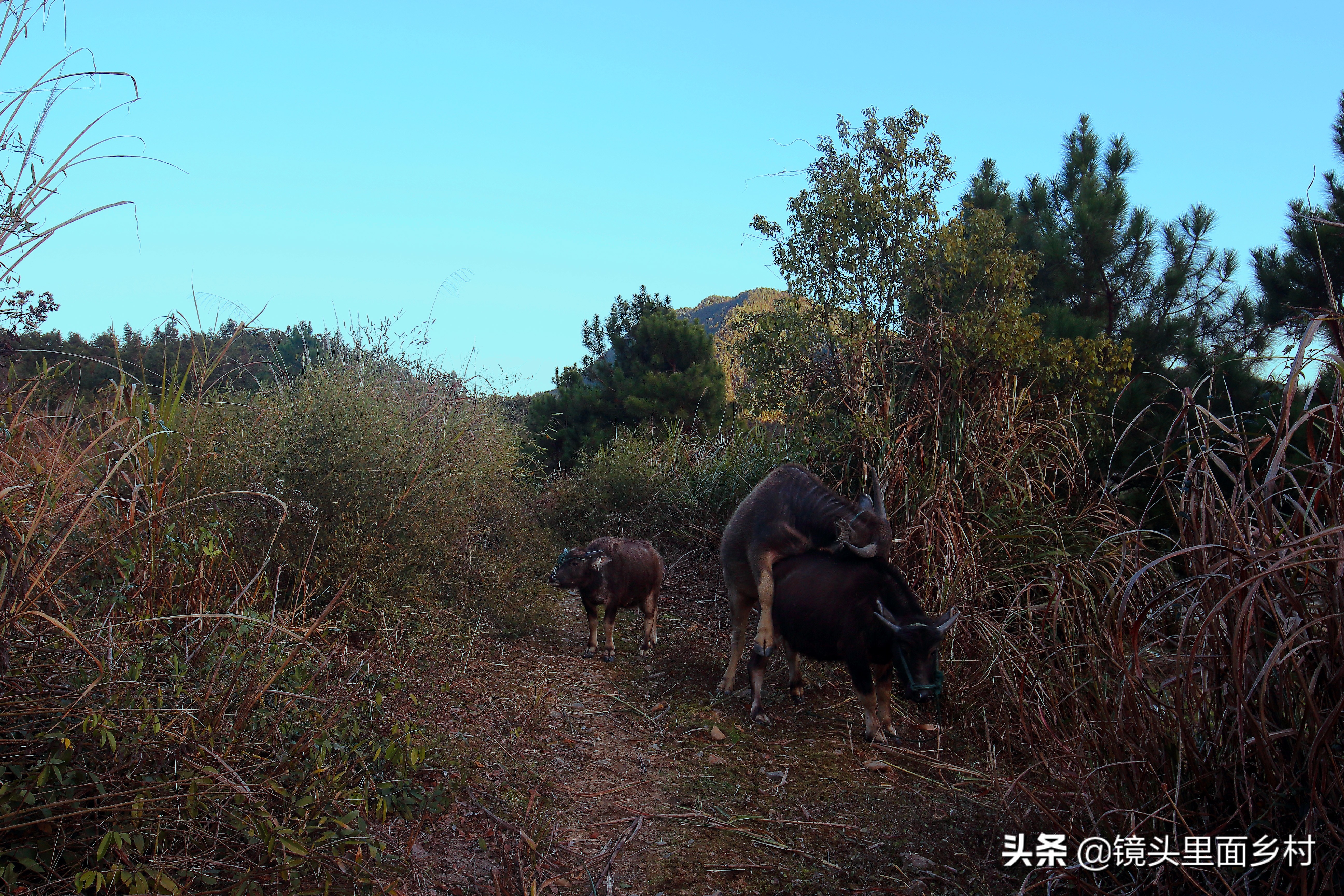 江西修水县何市镇奇异的风俗,元宵节要打大龄未婚男女屁股