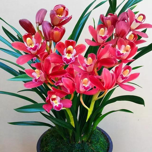 兰花香最迷人,香味最浓的兰花