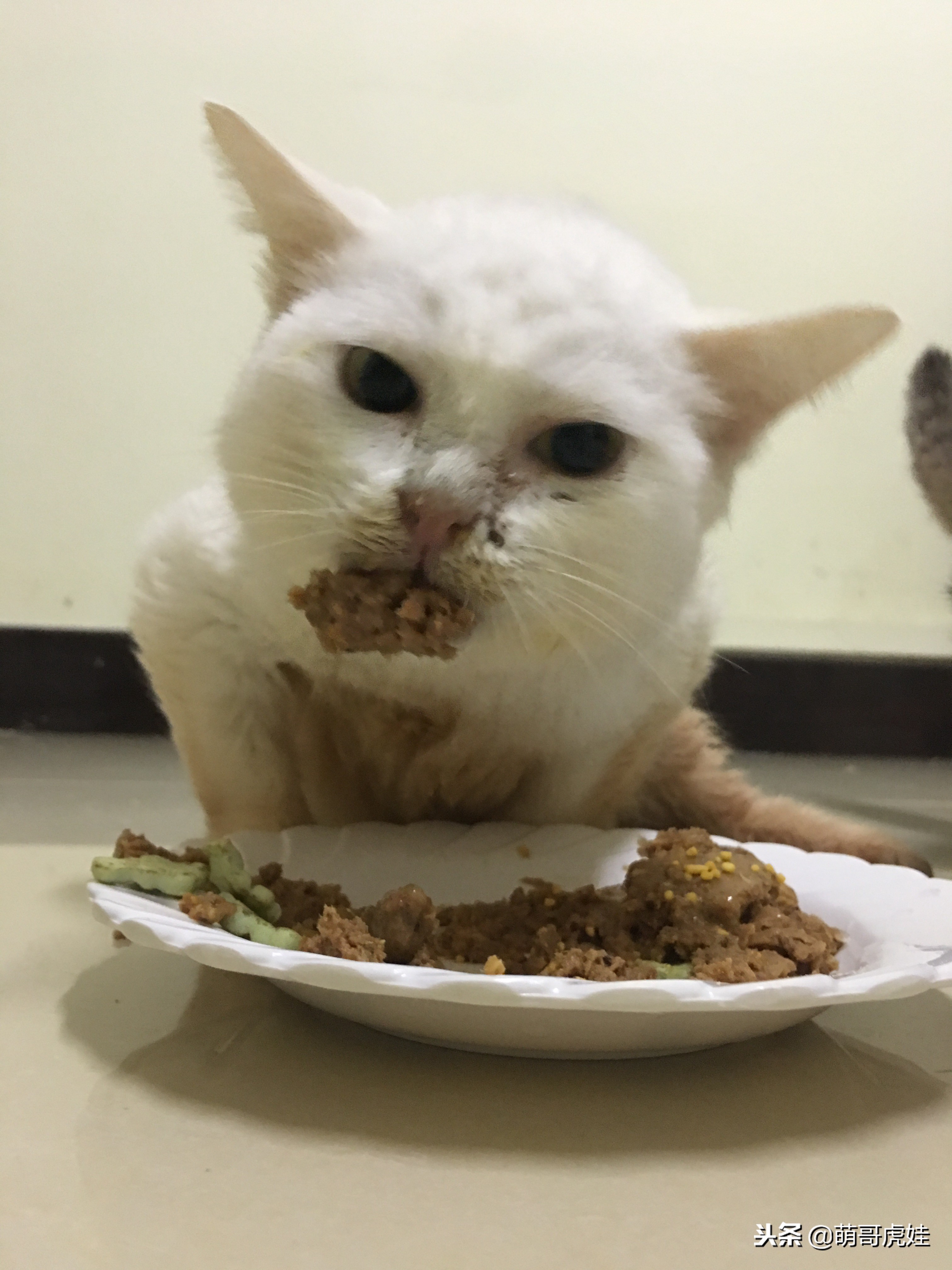 猫咪后腿突然站不起来了,猫咪后腿无力走路不稳一直叫