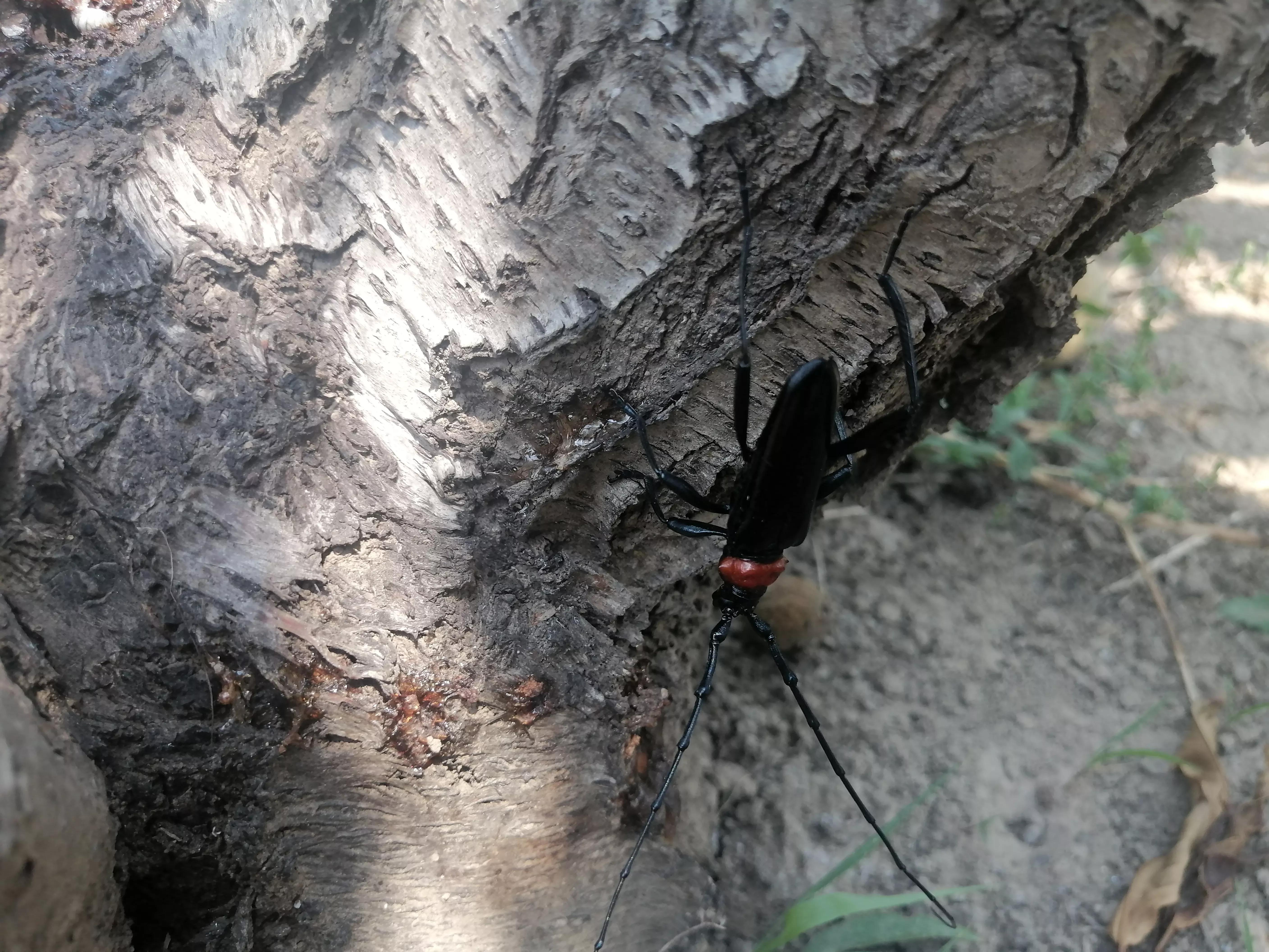 桃胶采摘多少钱,桃胶采摘过程