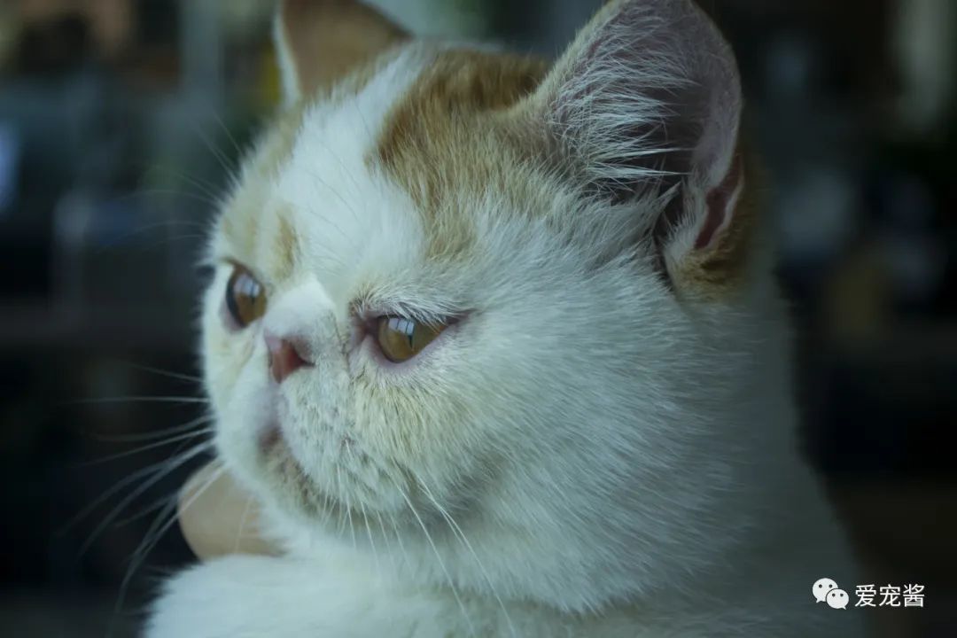 濡備綍鎿︽帀鐚挭娉棔,娌荤枟鐚挭娉棔鐨勮嵂