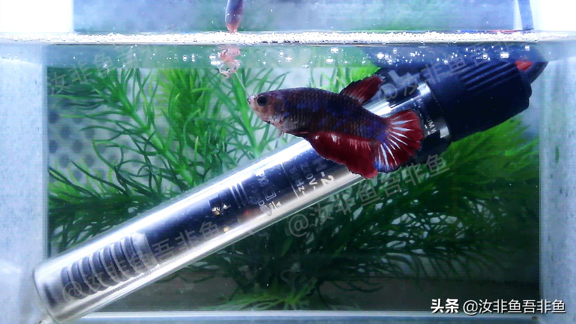 斗鱼白点病治疗过程图片,斗鱼白点病怎么治最好