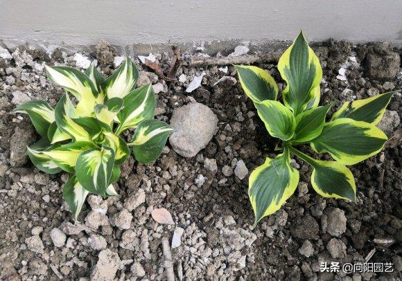 玉簪花不晒太阳可以开花吗,玉簪花是常绿植物吗