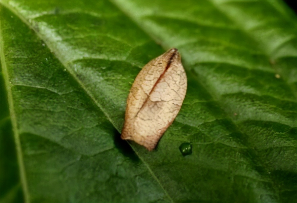 盘点养花中10大虫害,养花一定要认识的7种病虫害