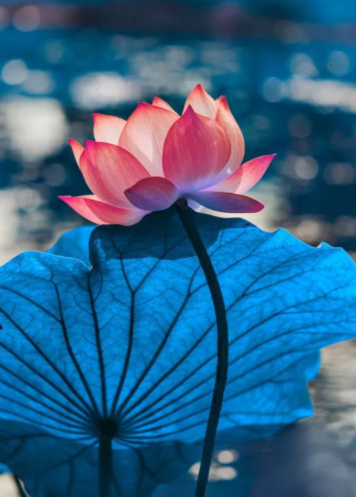 中国水墨荷花欣赏映日荷花别样红,映日荷花别样红写的是哪里的荷花