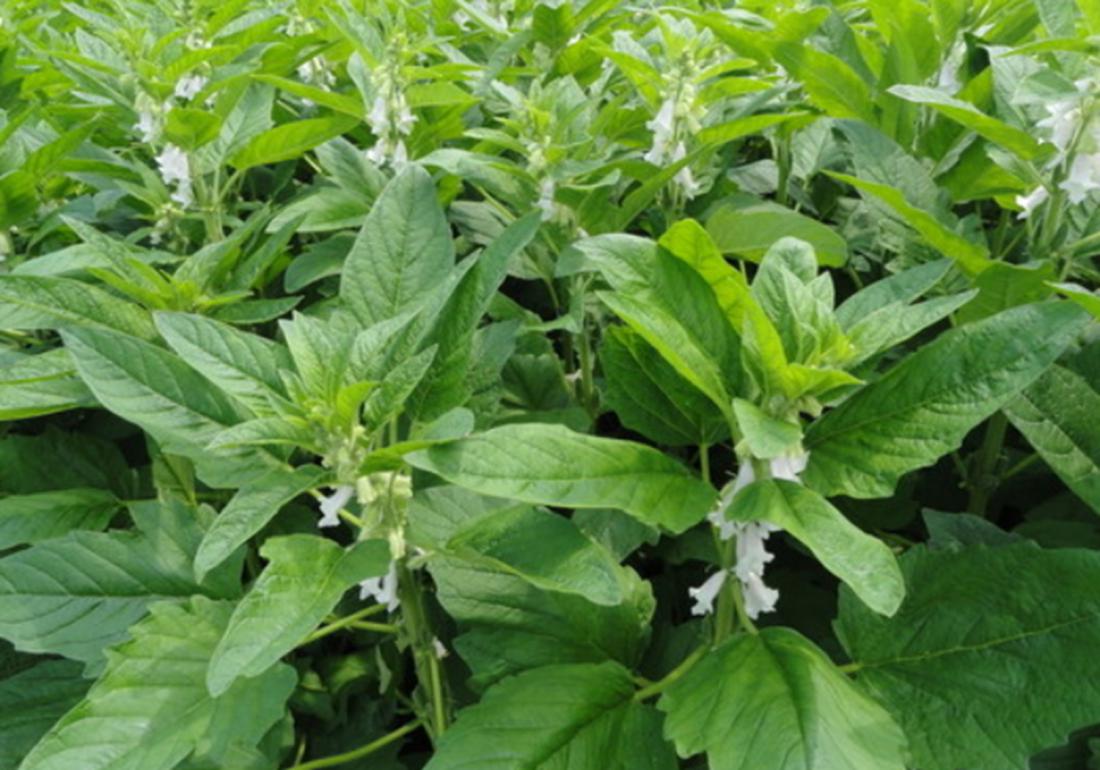 芝麻播种不出苗是什么原因,芝麻种植的小妙招