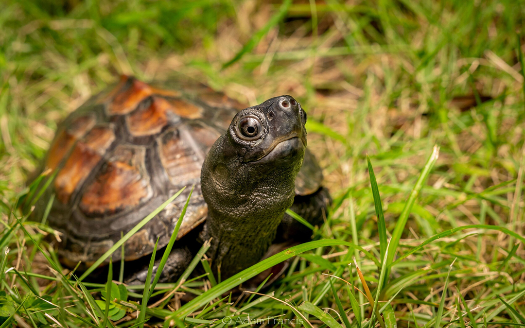 乌龟能活到多大,乌龟寿命最长的可以活300岁吗