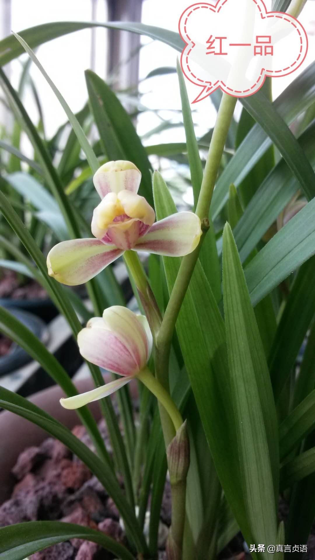 杨国文原创丨夏兰馨香漫