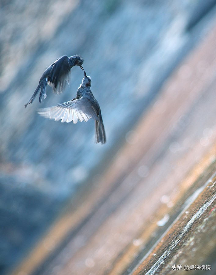 三分构图法与九宫格构图区别,拍摄构图如何精准构图手把手教你