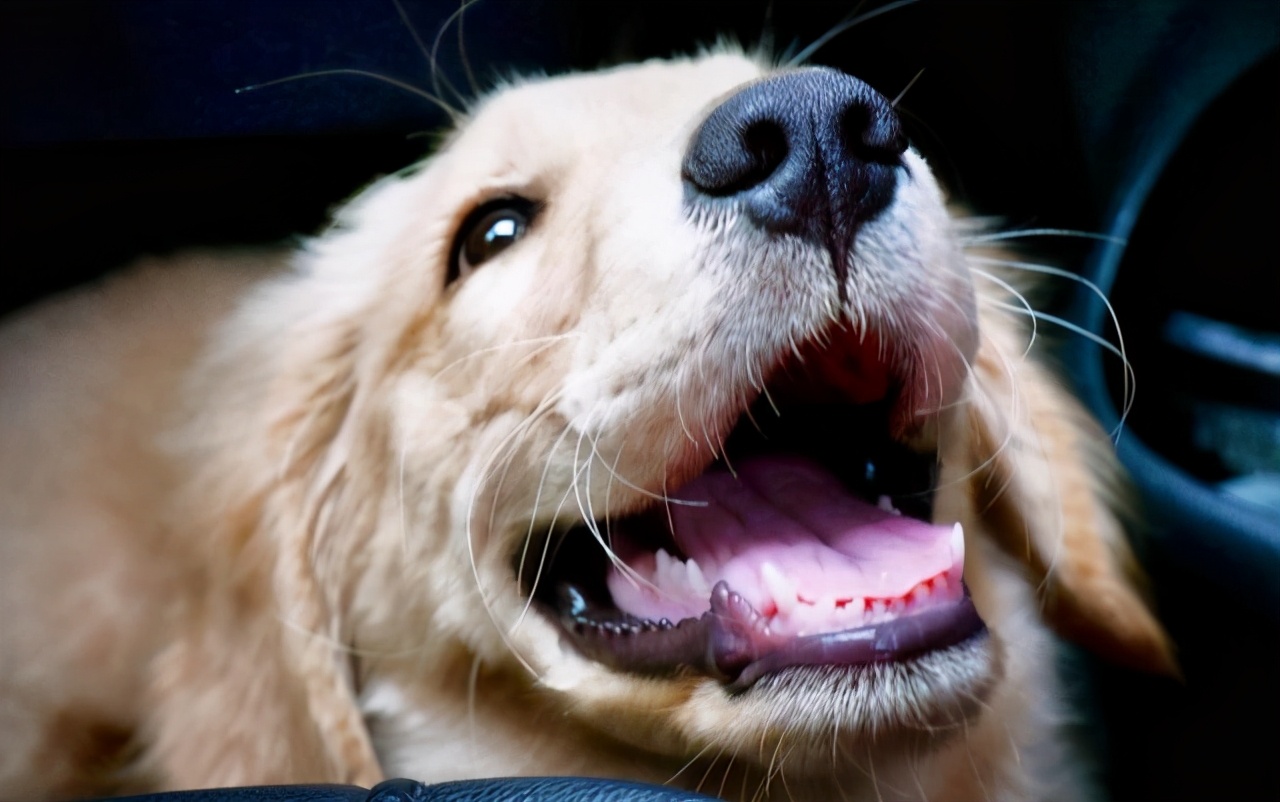 长期不遛狗的人,长期不遛狗有什么后果