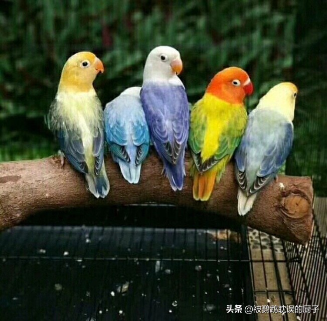 牡丹鹦鹉从叫声可以区分公母吗,30天的牡丹鹦鹉能分公母吗