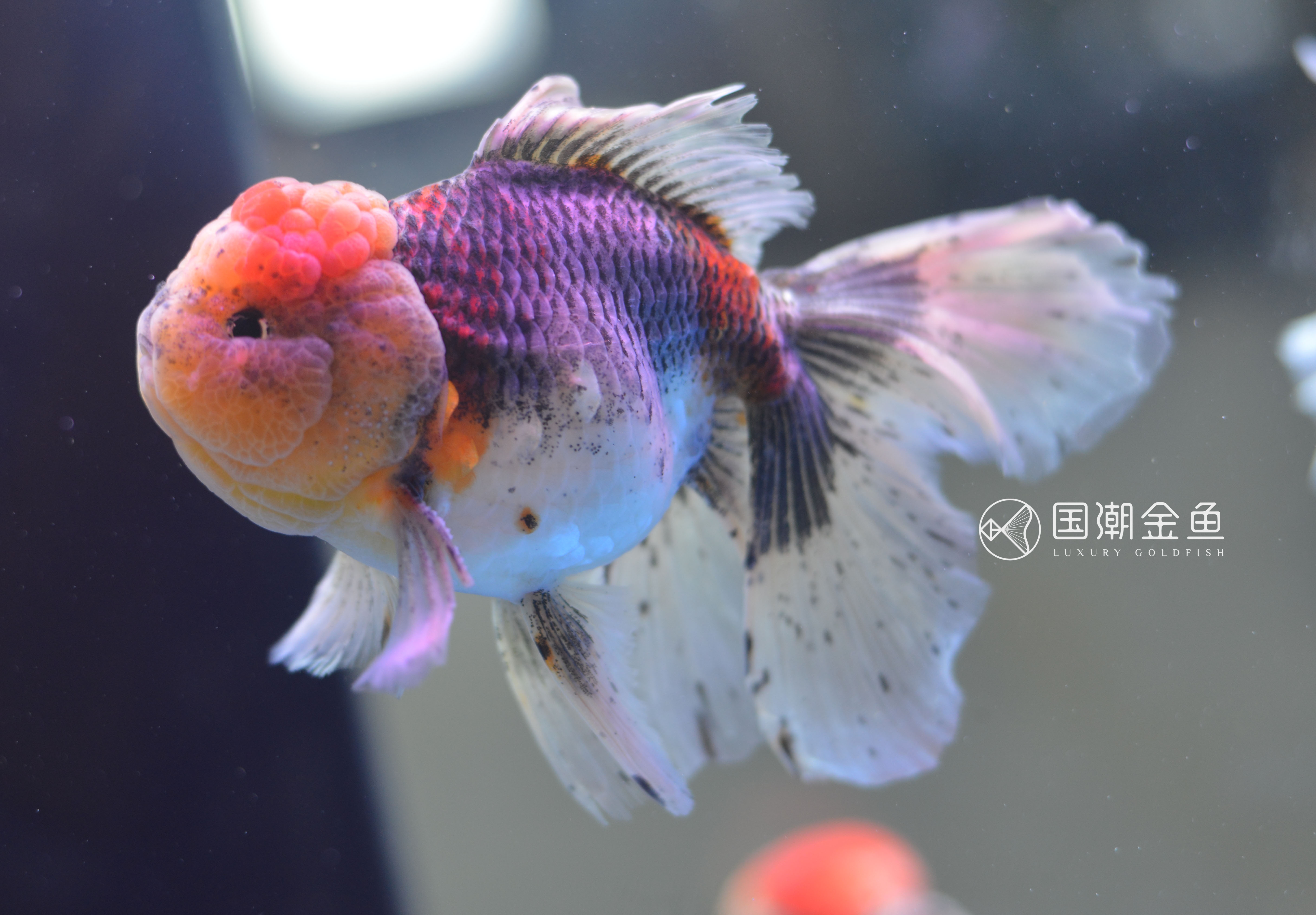 金鱼褪黑怎么回事,金鱼褪色吃什么