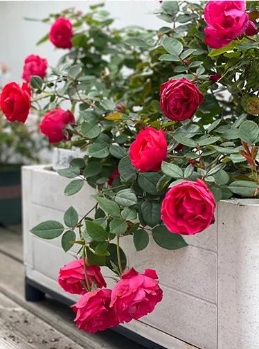 满足你对露台院子养花的梦想,养花种菜小院生活