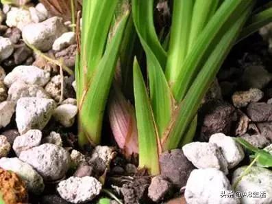 2019蕙兰端梅价格,每日一品花卉