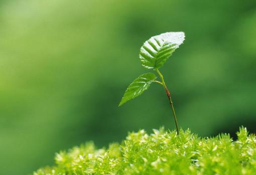 施今墨中医把脉知识,中医施今墨视频