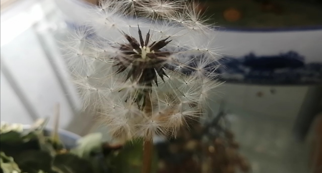 蒲公英怎么晾晒和保存不会生虫子,四季晾晒的蒲公英