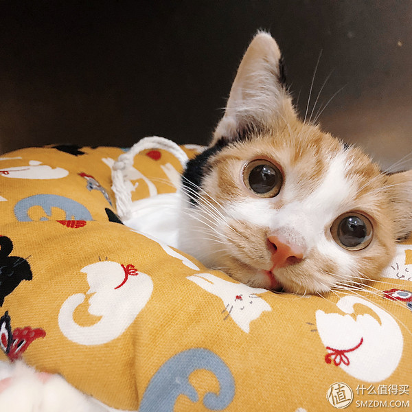 养猫必备的清洁猫毛工具,清洗猫毛的正确方法