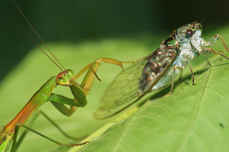 让你们见识一下螳螂真正的力量,三分钟了解螳螂的全部知识