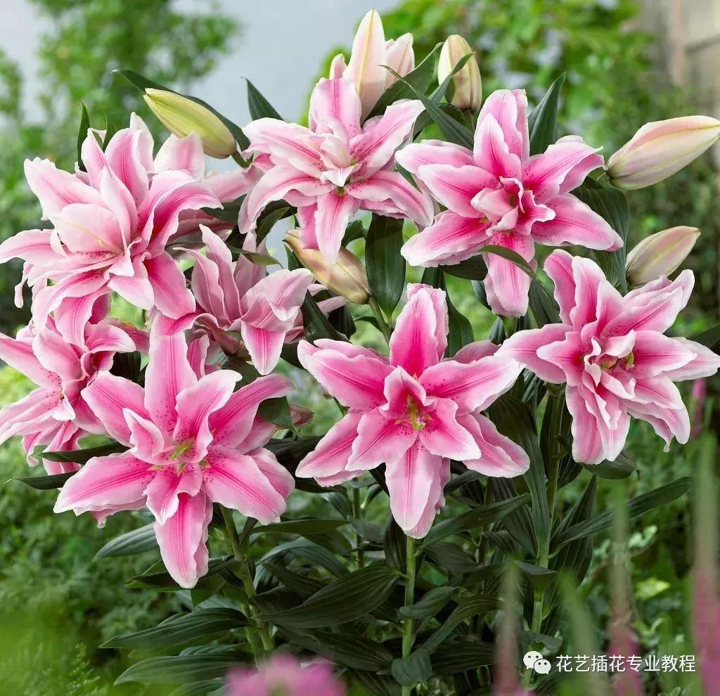 让百合花快速盛开,让百合盛开