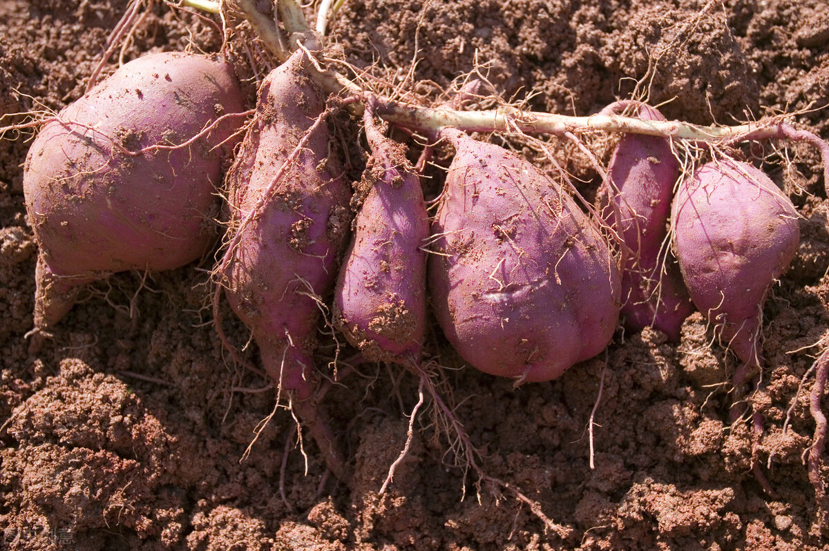 红薯一般怎么种秧苗,红薯怎么种才高产