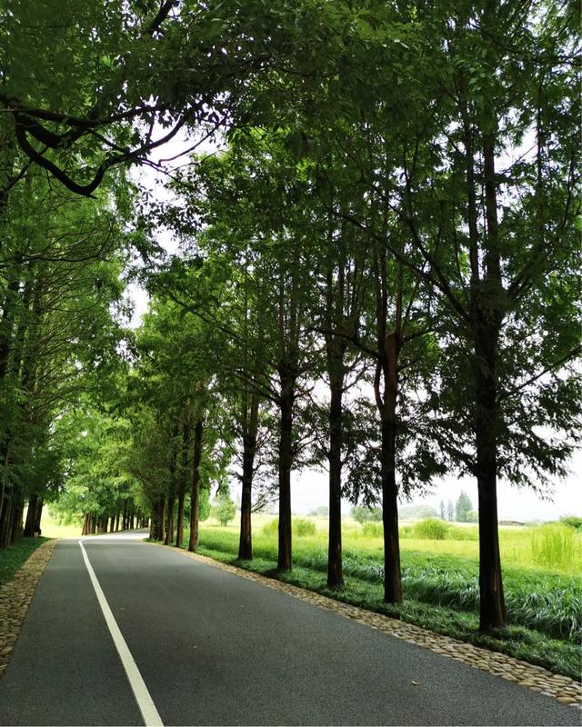 良渚文化村和良渚遗址公园的区别,良渚古城遗址文化村