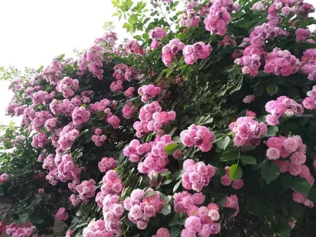 一年四季开花的爬藤花卉有哪些,一年就能爬满墙的爬藤花卉