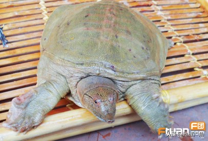 山东标志性美食图片,山东特色优质农产品目录