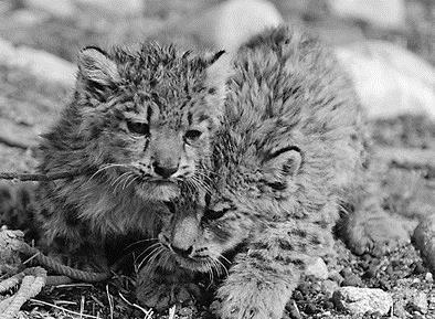 雪山之王称号的动物是谁,雪山之王的能力