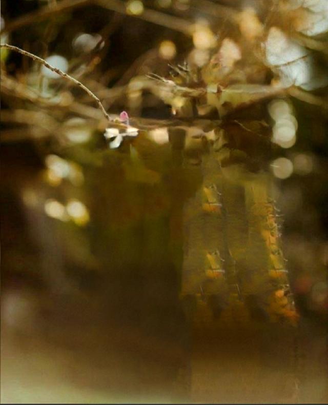 如何用美图秀秀手机版抠图教程,美图秀秀的抠图功能怎样用