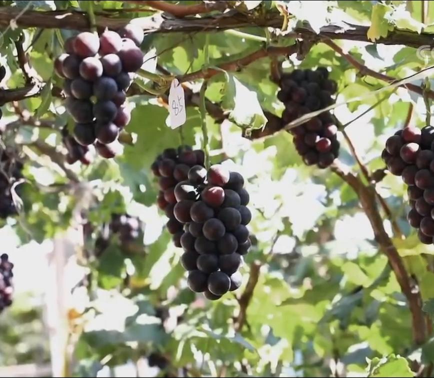 辽宁省盘锦家庭主妇数年布局，小果子卖出千万元