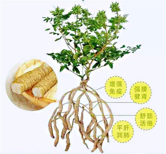 高丽参牛大力泡酒,花旗参牛大力