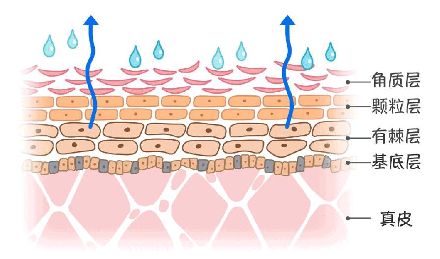 洗澡搓下一堆“黑泥”，真脏吗？显微镜下一群密密麻麻的小东西