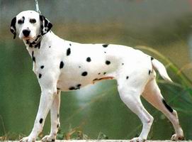 每日一犬,大麦町犬和小麦町犬的区别