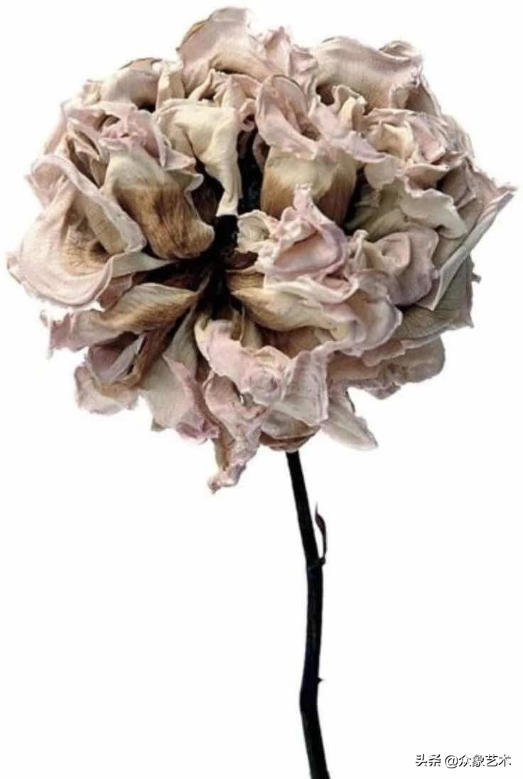 如何制作干花片,如何制作干花花束