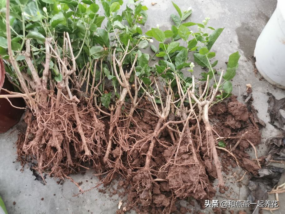 燕燕带你一步一步揭秘为什么花市买的茉莉花不换盆养不活