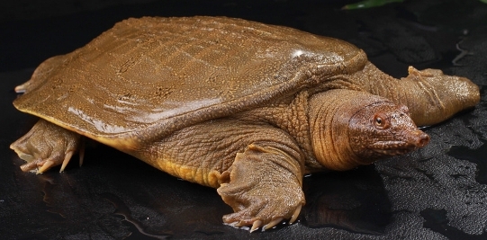 正宗章丘特产手打铁锅,山东章丘特产有哪些