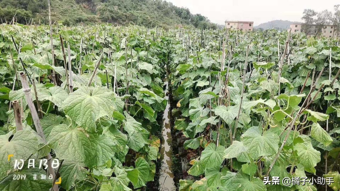 哈茨木霉菌水田最佳使用方法,哈茨木霉菌对黄瓜的作用