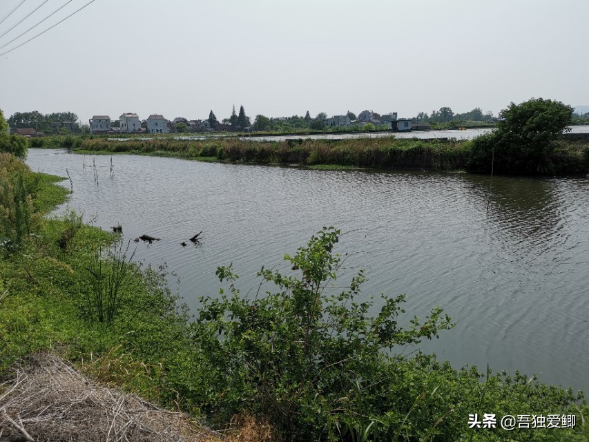 为什么大板鲫吃口很轻,大板鲫一般多少度吃口