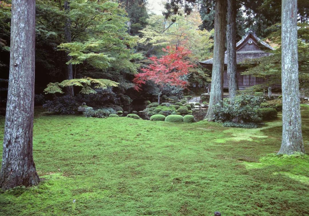 吃毒菇、睡蛇窝,只为挖一堆草,这个重庆博士要做当代神农