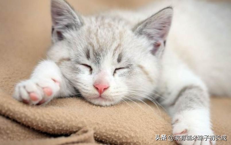 养猫咪不可以吃什么,养猫最好牢记七不要对猫咪有好处