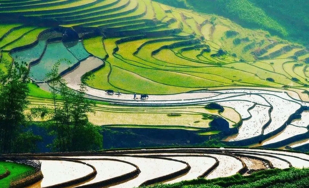 鱼稻共生养殖技术全部,稻鱼养殖的问题有哪些