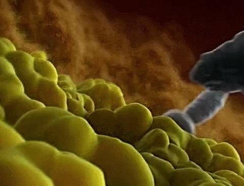 一个精子相当于什么,一个精子就是一条生命吗