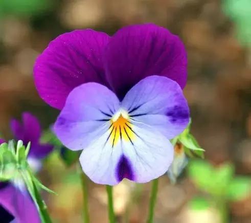 三色堇鬼脸花,三色堇为什么叫鬼脸花