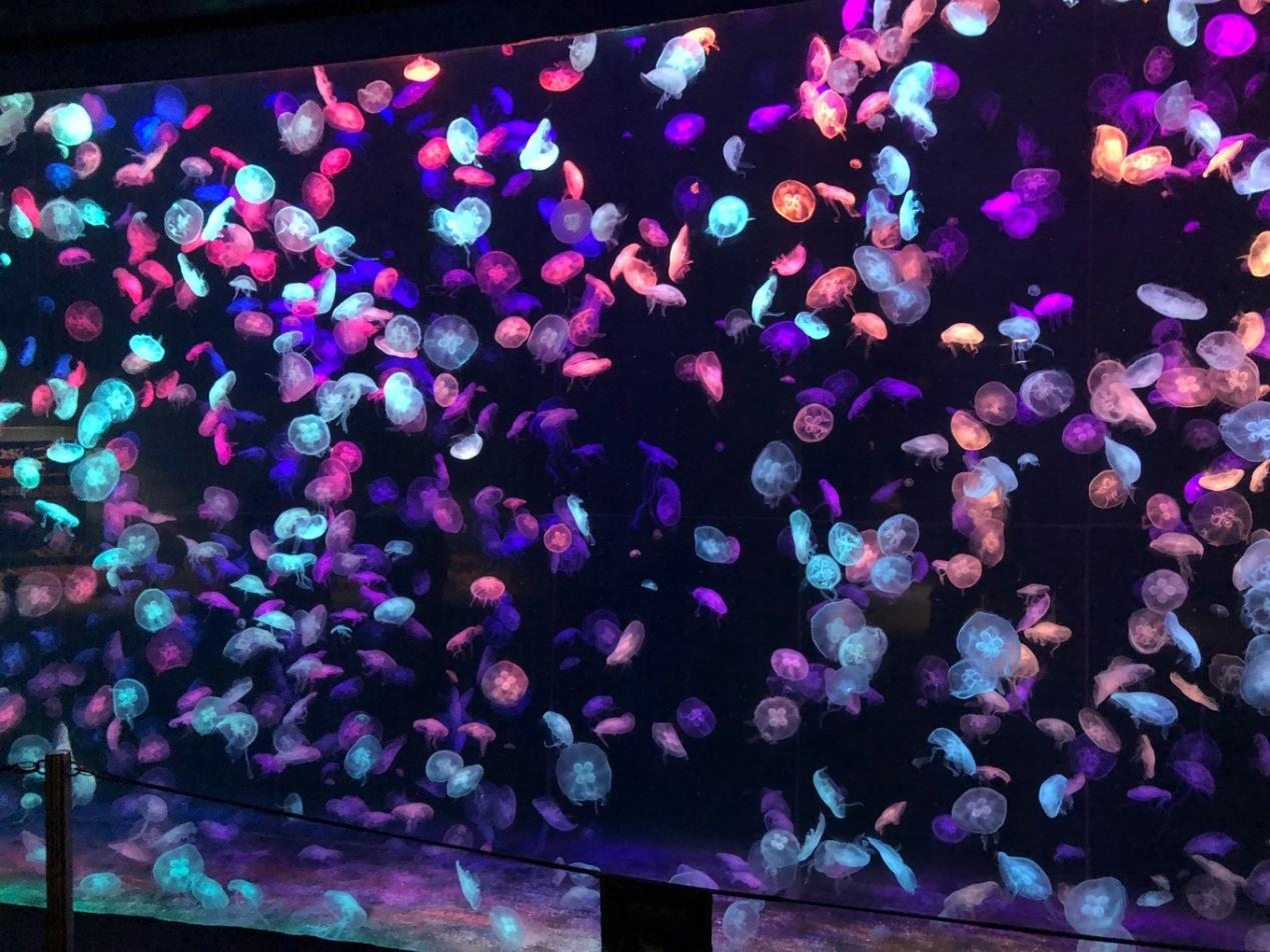 春节一天游珠海长隆游玩攻略,五一珠海长隆旅游攻略