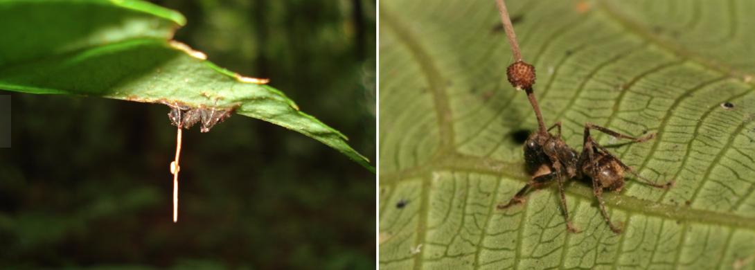 寄生丧尸虫,丧尸寄生虫寄生人类的过程