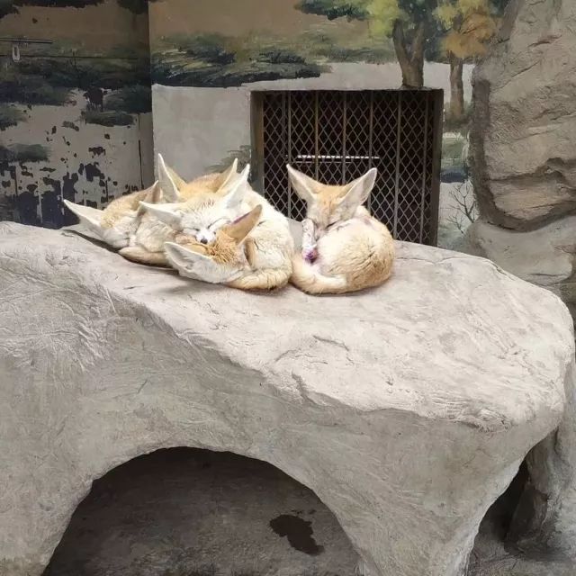 在上海迪士尼怎么玩比较快呢,在上海迪士尼玩一整天